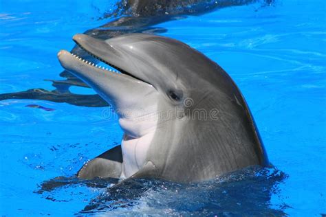 1 400 Florida Dolphins Stock Photos Pictures Royalty Free Images