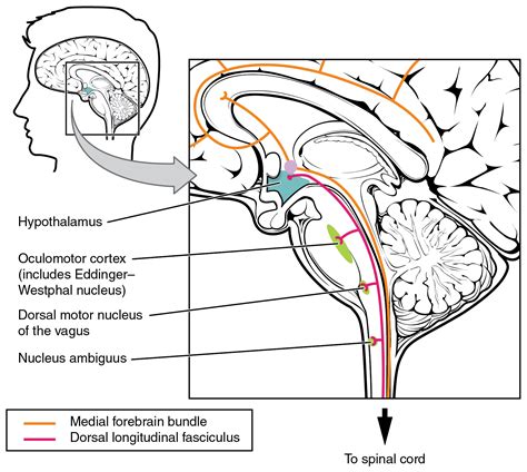 1 5 The Autonomic Nervous System Neurosciencecdn2