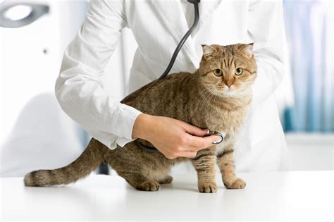 1 800 Petmeds Advises Pet Parents Of The Top 5 Benefits Of Regular Vet