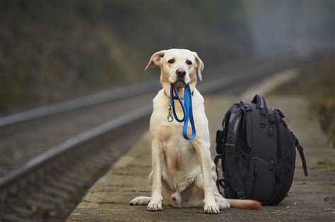 Animals That Travel Alone