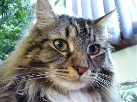 10 Best Maine Coon Cat Names