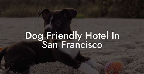 10 Best Pet Friendly Hotels In San Francisco