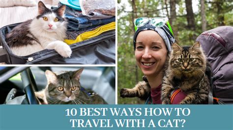 10 Best Ways How To Travel With A Cat Zoological World