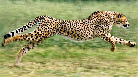 10 Fastest Animals On Earth Fastest Animals In The World