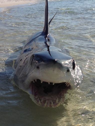 10 Foot Mako Shark Washes Up On Santa Rosa Beach Photos Al Com