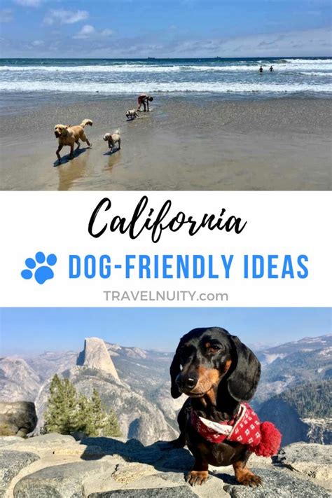 10 Fun Dog Friendly Things To Do In California Travelnuity