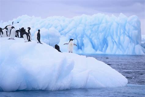 10 Incredible Facts About Antarctica That Are So Cool They Re Freezing