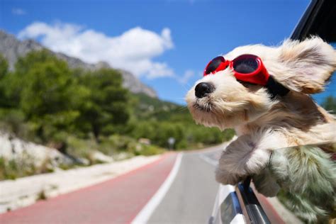 10 Most Dog Friendly Vacation Spots In The U S Utopianic Travels