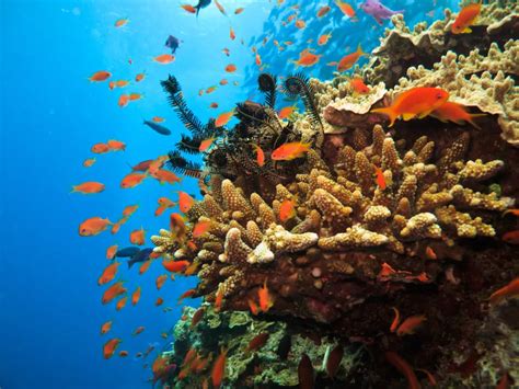 10 Of The World S Best Snorkeling Destinations Smithsonian