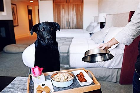 10 Pet Friendly Hotels In The Us With Outstanding Facilities And Service