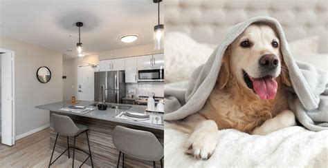 10 Pet Friendly Rentals Under 2 500 In Vancouver Urbanized