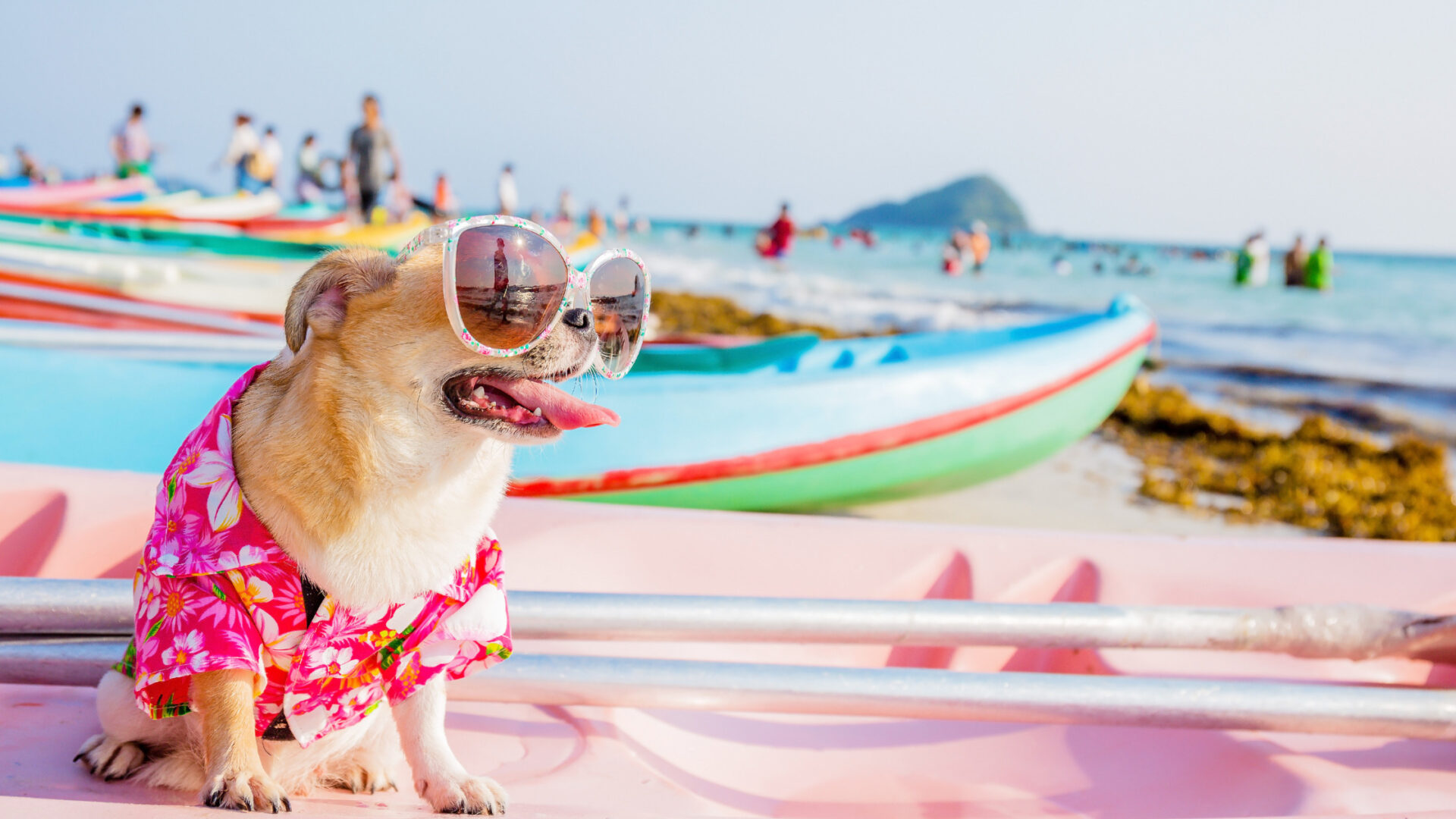 10 Pet Friendly Vacation Destinations Adventures With Your Furry