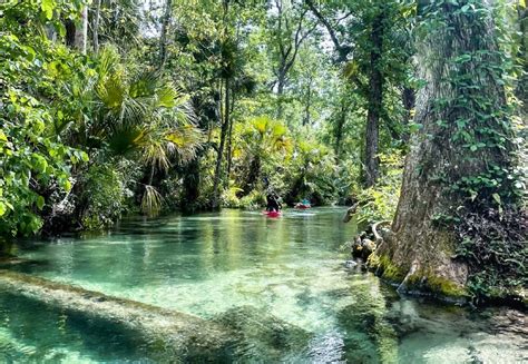 10 Prettiest Natural Springs In Florida To Swim And Kayak Nomads In