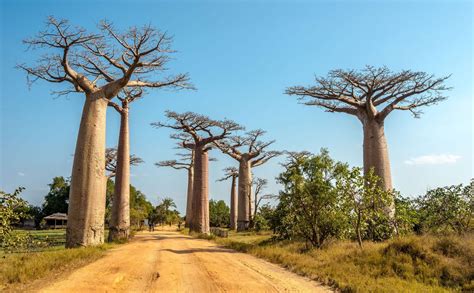 10 Reasons To Make Madagascar Your Next Travel Destination Silverkris