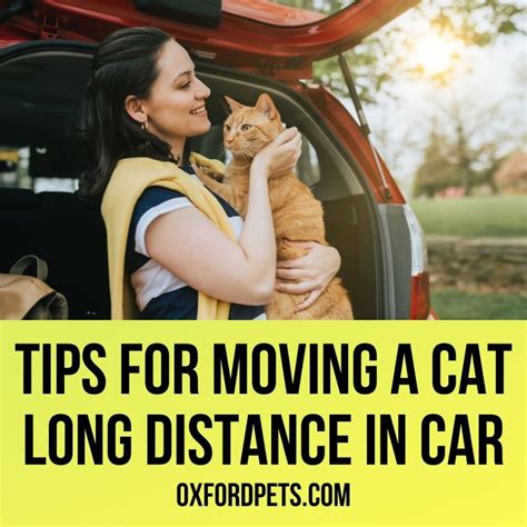 10 Tips For Moving A Cat Long Distance In Car Oxford Pets