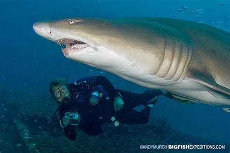 10 Ways To Avoid A Shark Attack Big Fish Expeditions