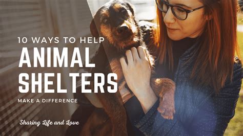 10 Ways To Help Animal Shelters Using Your Unique Talents Sharing