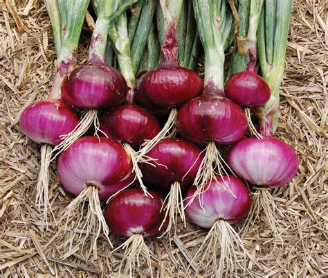 100 Red Onion Wallpapers Wallpapers Com