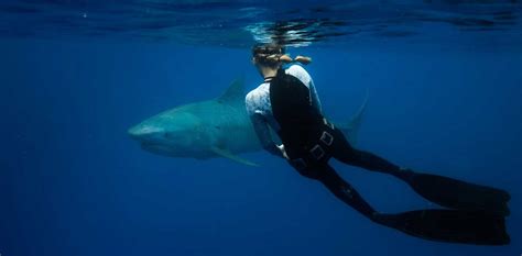 11 Tips To Keep You Safe From Sharks According To A Shark Safety Diver