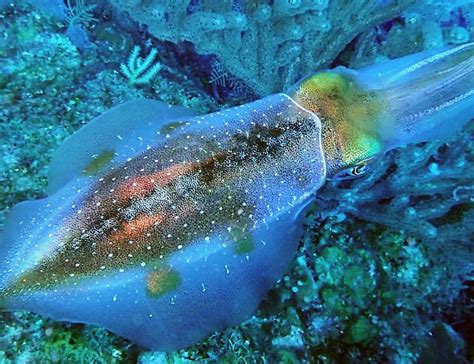 12 Squid Facts About The Intriguing Cephalopods