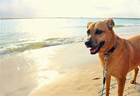 13 Dog Friendly Beaches In Florida Planetware