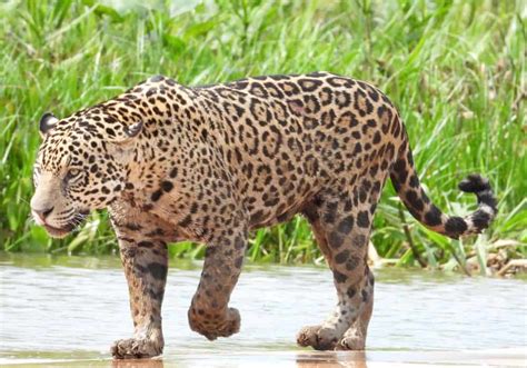 13 Things Jaguars Like To Eat Diet Facts