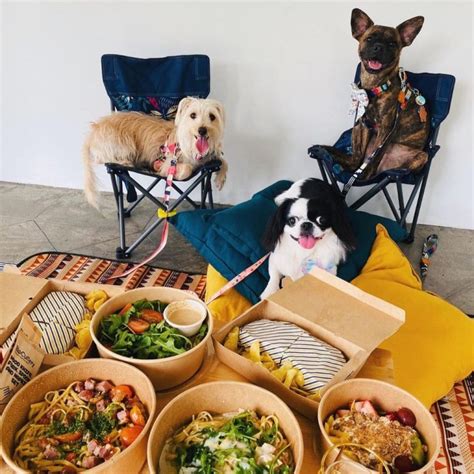 14 Pet Friendly Bars To Chill With Your Dogs Hungrygowhere