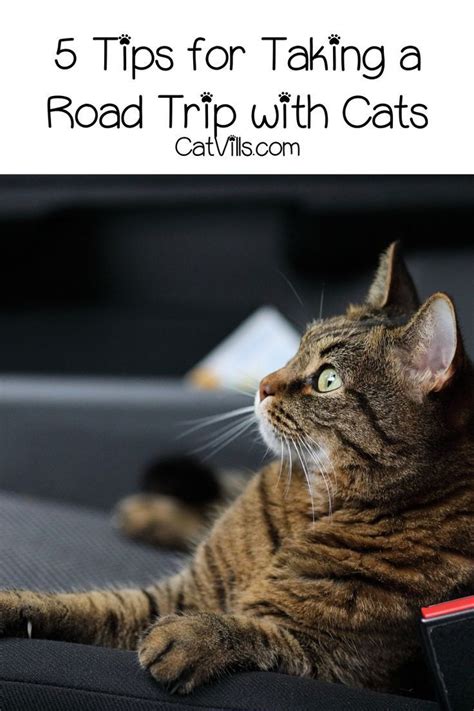 14 Vital Tips For Traveling With Cats With Images Cat Travel Cats