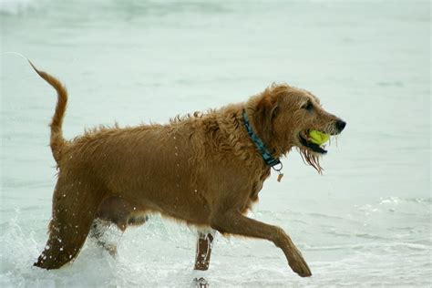 15 Of The Best Pup Friendly Beaches In Destin Fl