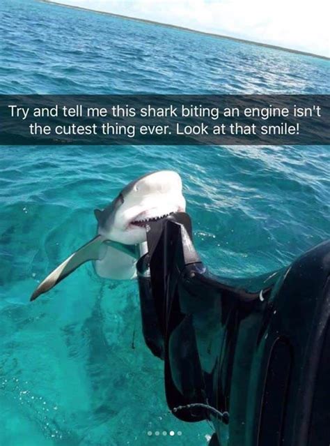 15 Shark Memes You Can Sink Your Teeth Into