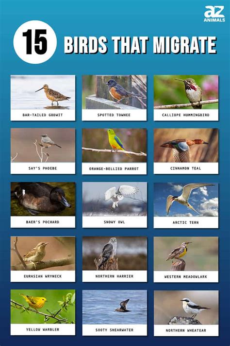 15 Types Of Migrating Birds A Z Animals