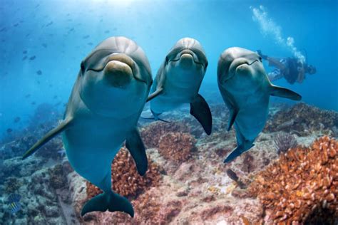 17 Best Images About Scuba Diving That I Love On Pinterest Swim Dive In And Dolphins