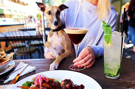 17 Of Perth Best Dog Friendly Bars Perth The Urban List