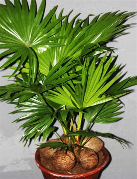 17 Types Of Indoor Palm Plants Best Palm Varieties