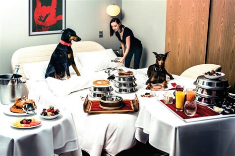 18 Pet Friendly Hotels You Have To Try Travel Channel