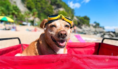 18 Tips For Choosing A Dog Friendly Vacation Destination