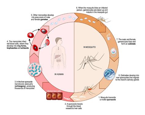 2 The Plasmodium Life Cycle The Plasmodium Life Cycle Is Complex And