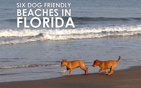 20 Best Dog Friendly Beaches In Florida