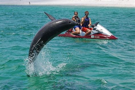 2023 Jet Ski Dolphin Tour