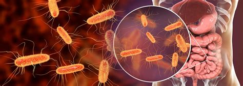 2023 News Understanding E Coli Strains That Do Not Cause Diarrhea