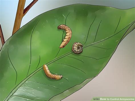 3 Ways To Control Armyworms Wikihow