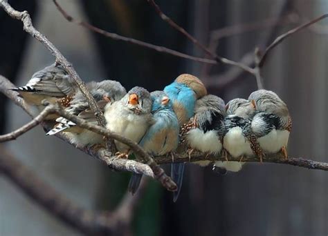 30 Heartwarming Photos Of Birds Cuddling Together For Warmth Virality Facts