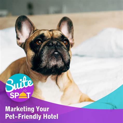 37 Marketing Your Pet Friendly Hotel Travel Media Group