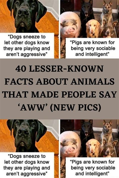 40 Lesser Known Facts About Animals That Made People Say Aww Bored