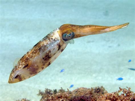 40 Squid Facts About The Popular Cephalopod In The Ocean Facts Net