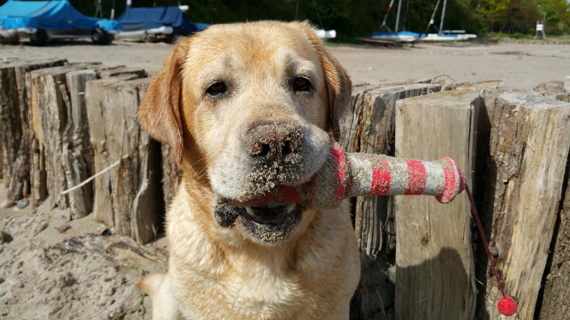 5 Best Beaches In Central California Pet Friendly Beaches