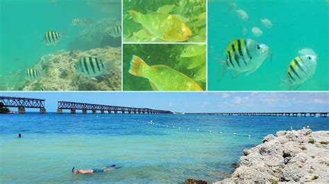 5 Best Florida Keys Snorkeling Spots For Beginners From Shore Or Beach