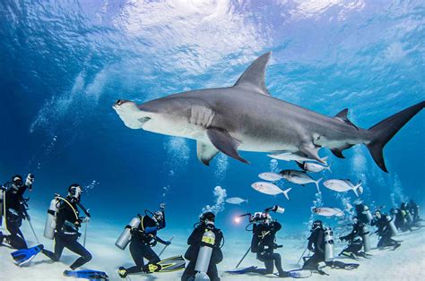 5 Best Place To Dive With Hammerhead Sharks Divingpicks Com