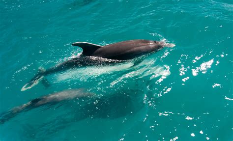 5 Best Places To Swim With Dolphins In New Zealand Nz Pocket Guide