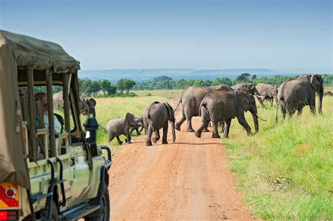 5 Best Safari Destinations Travel Guides Tips